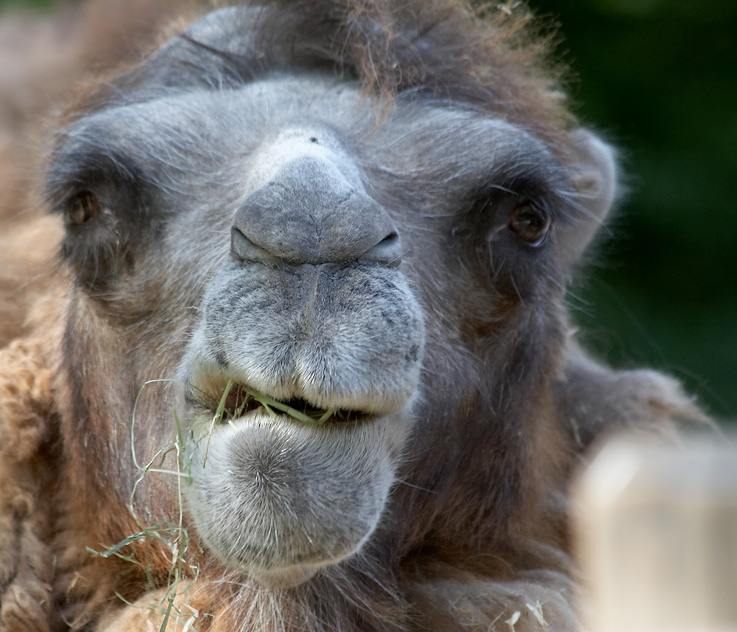 guck nicht so blöd ;) Foto & Bild tiere, zoo, wildpark & falknerei, säugetiere Bilder auf