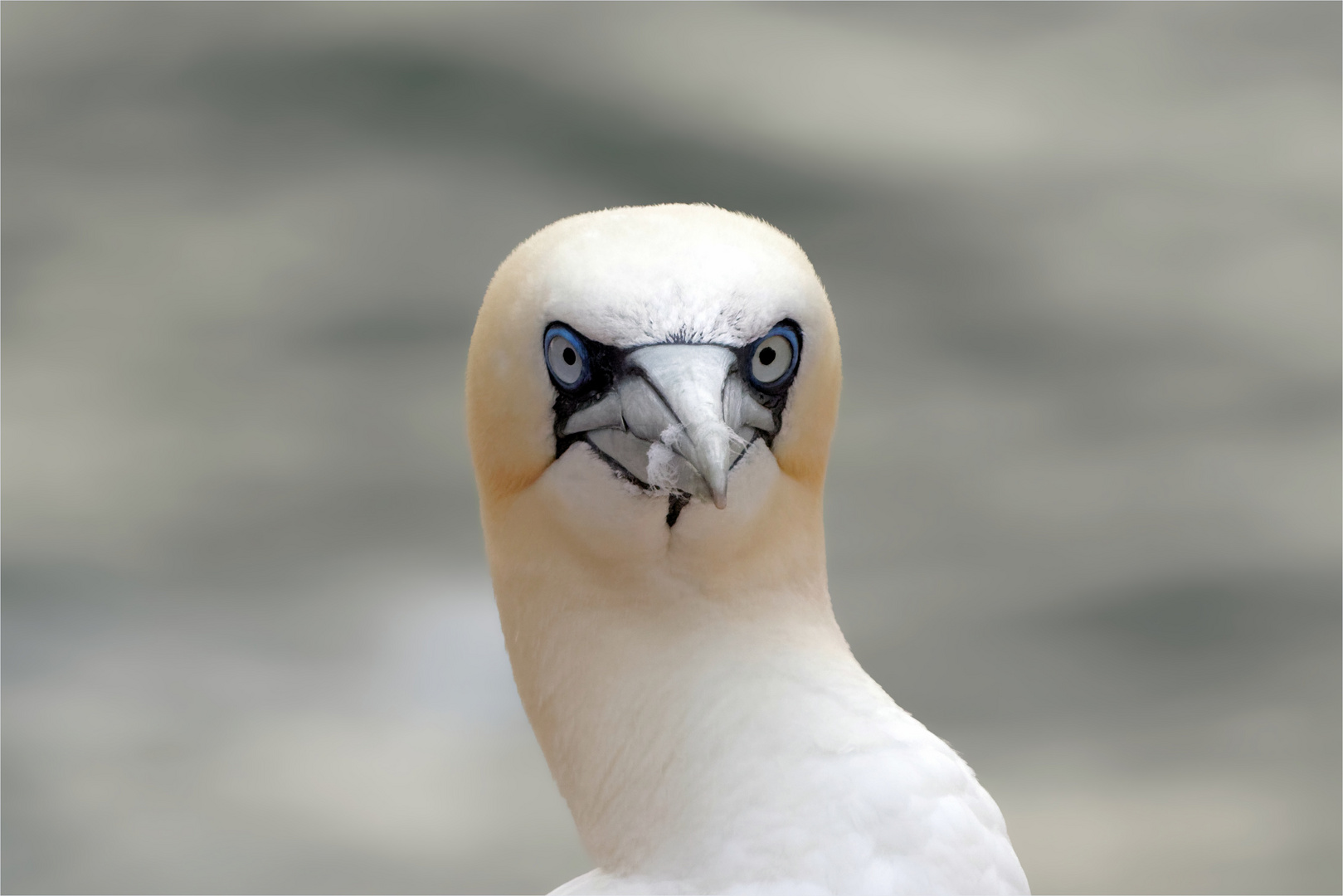 Guck nicht so... Charakterkopf - Basstölpel auf Helgoland