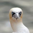 Guck nicht so... Charakterkopf - Basstölpel auf Helgoland