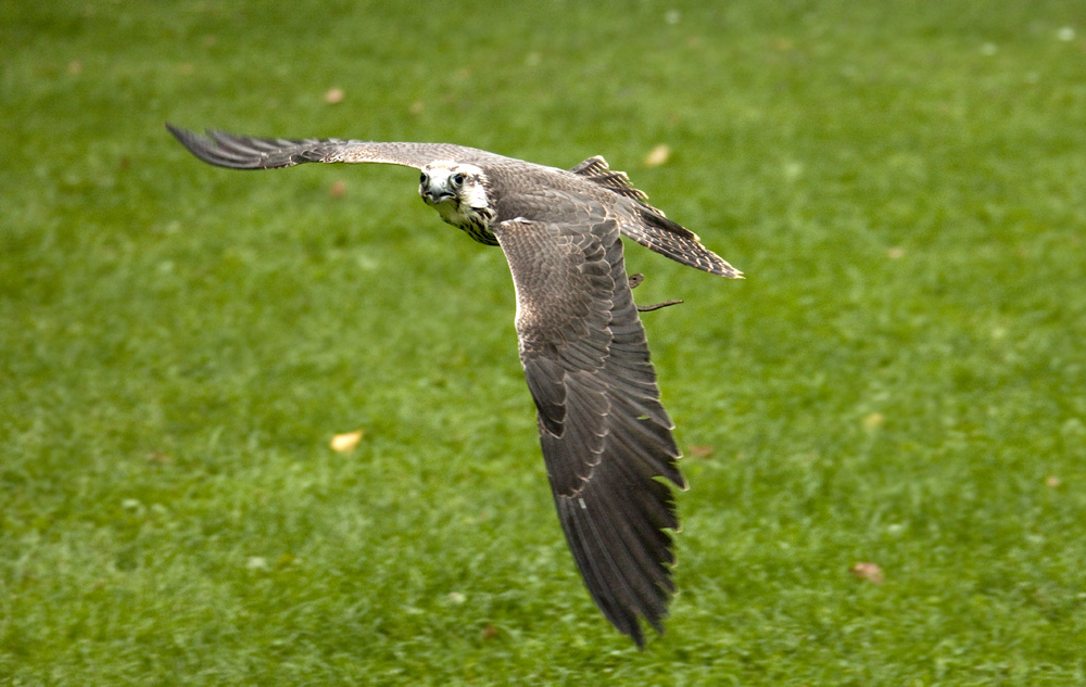 Guck nicht so, ich kann fliegen.