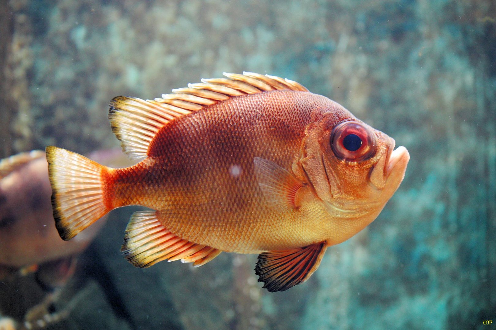 Guck nicht so ,oder haste noch keinen Fisch gesehen