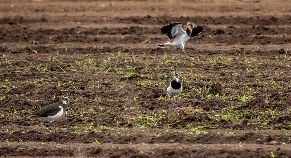 "GUCK ..... WIE ER WIEDER ANGIBT"  (ISO 6400)