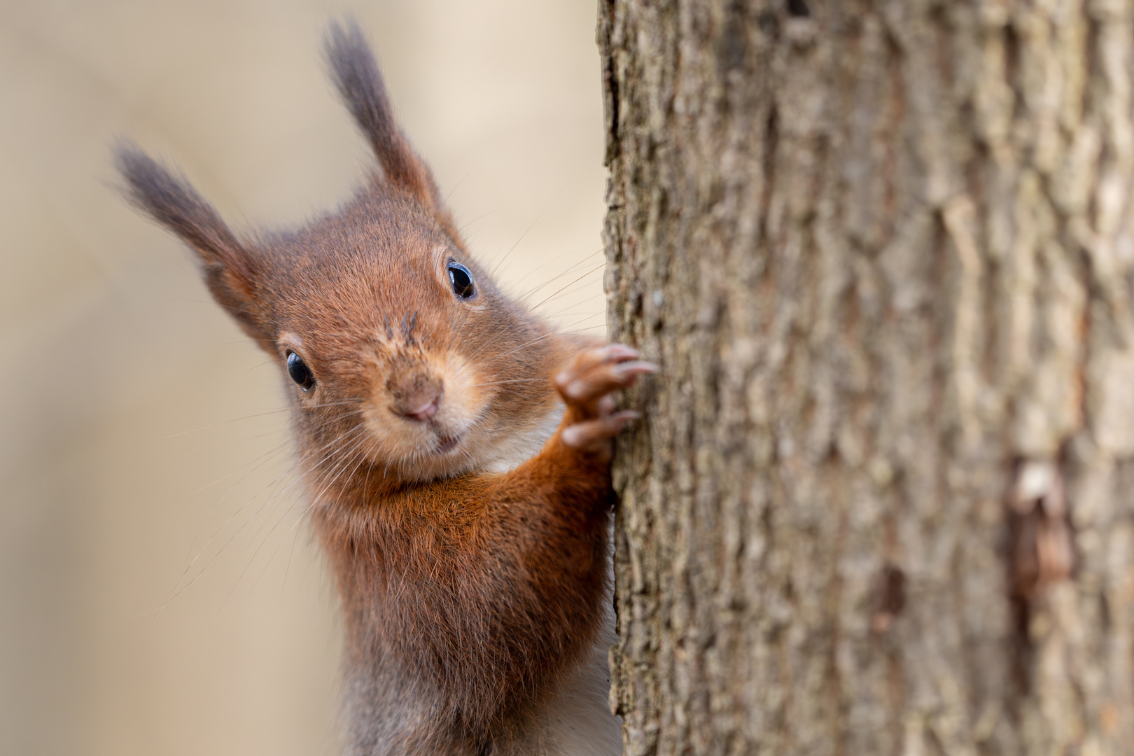 GuckGuck