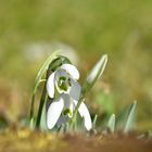 Guckguck - der Frühling ist da!