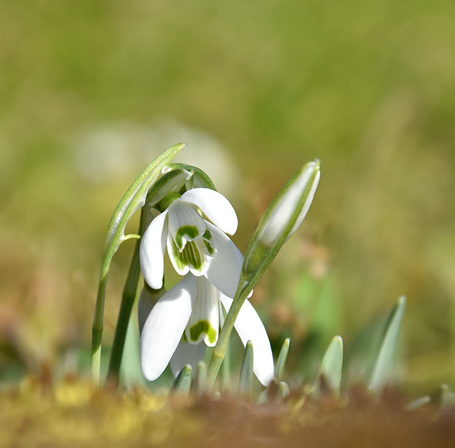 Guckguck - der Frühling ist da!