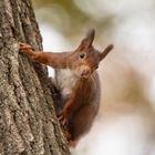 Guckhörnchen