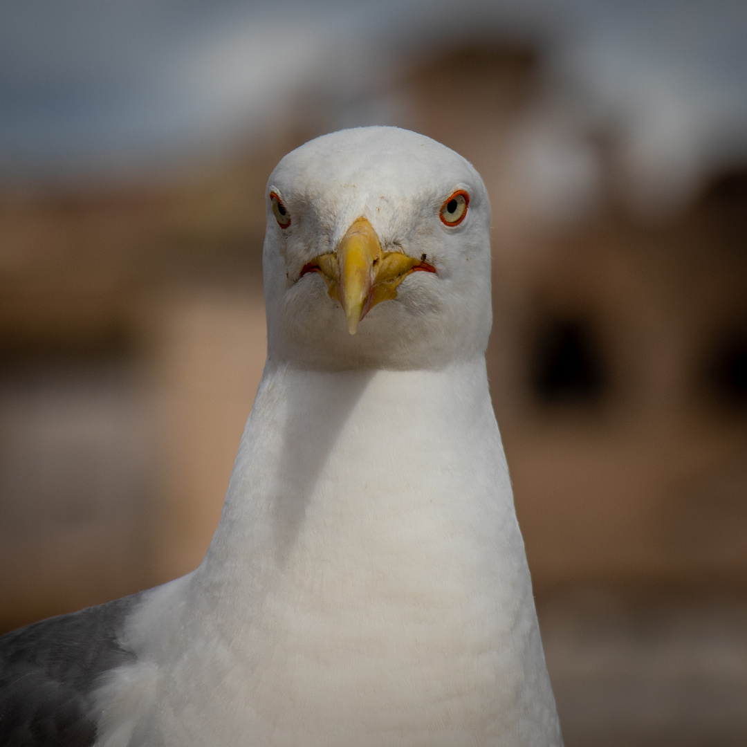 Guckst du?