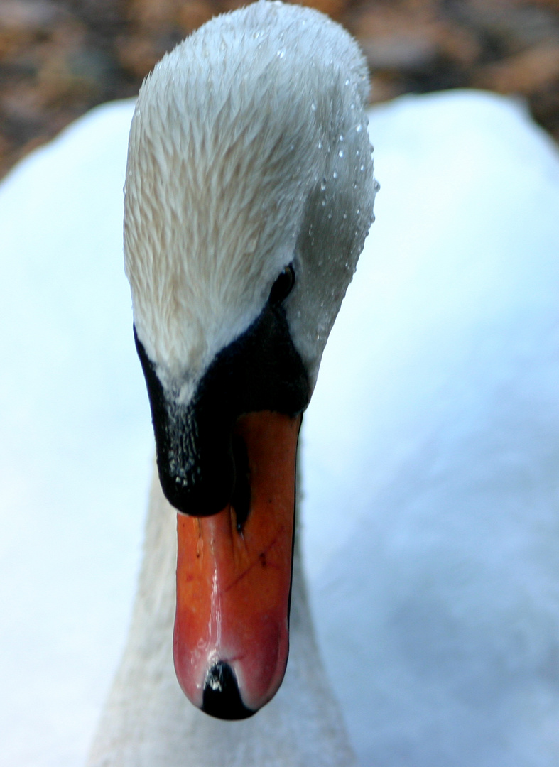 Guckst du!