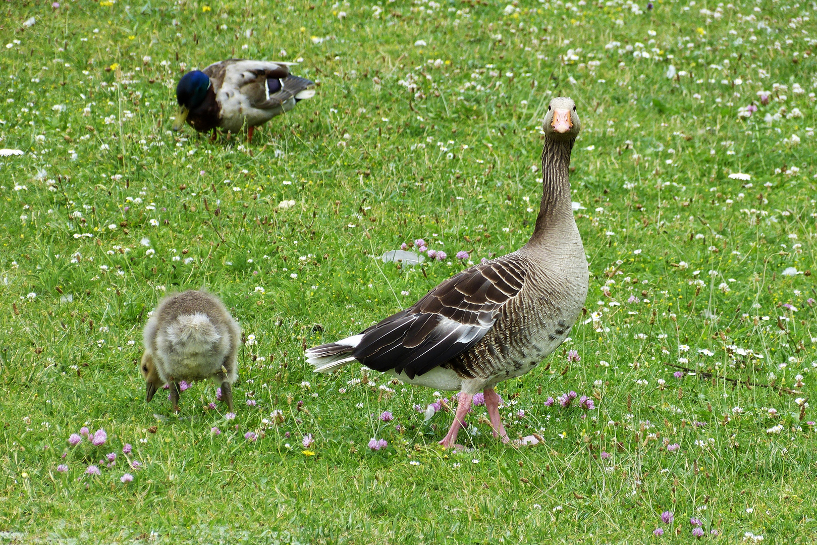 Guckst-Du