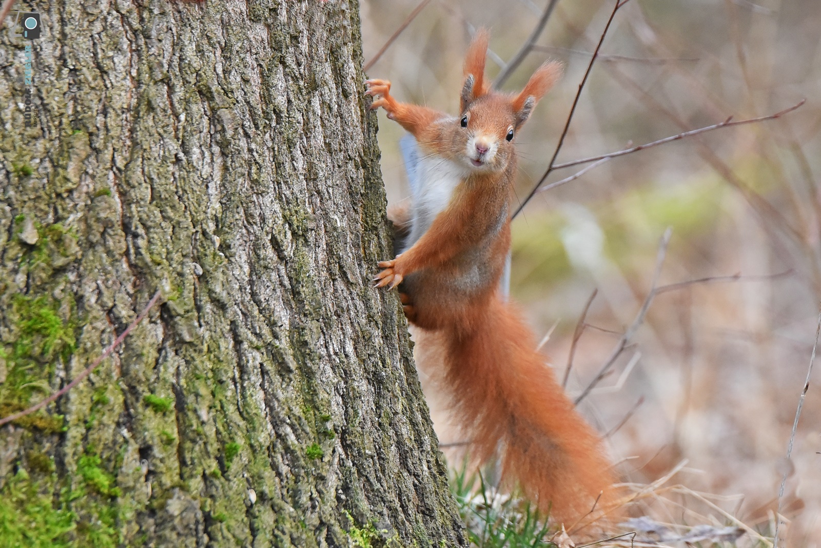 GUCKST DU!