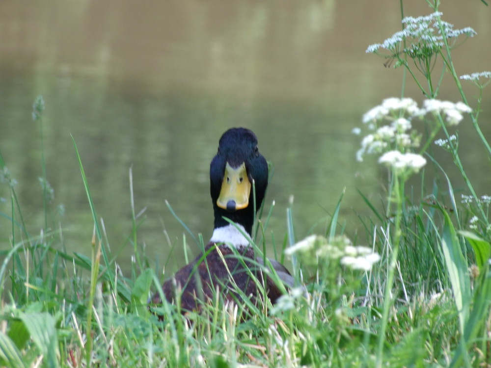 "Guckst Du"