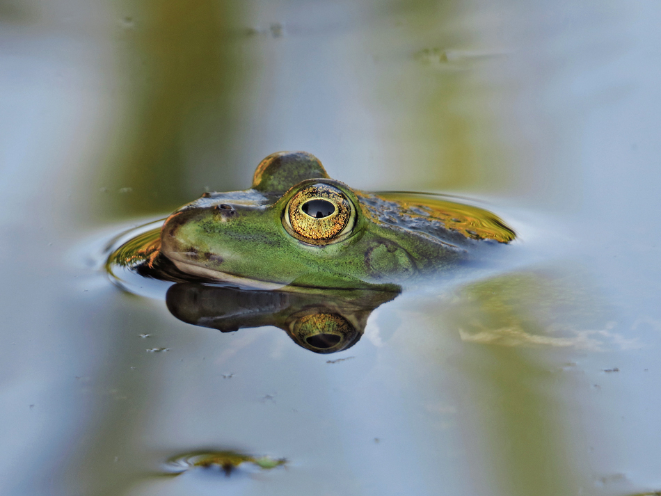 GUCKST DU!