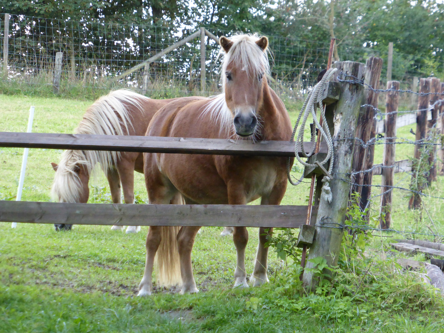 Guckst Du?