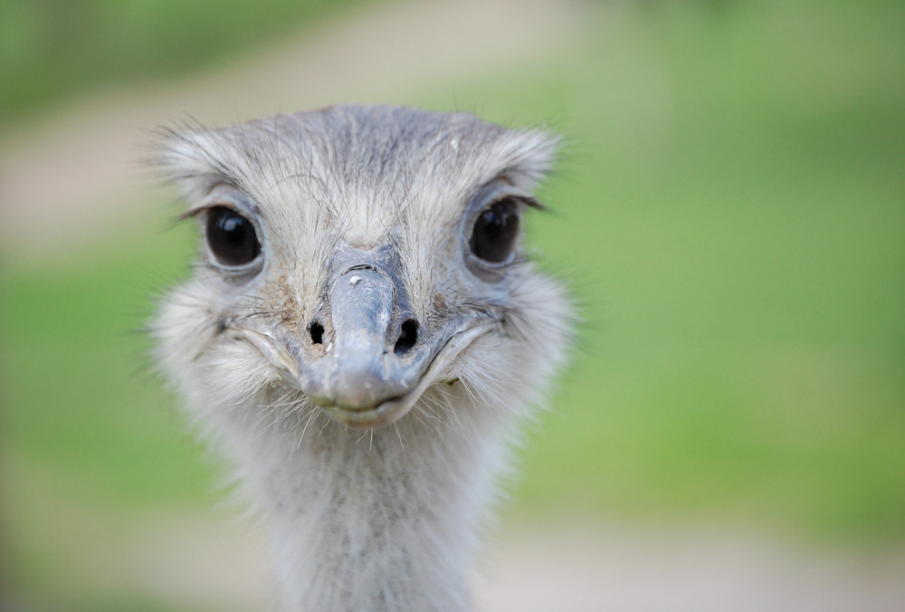 guckst Du ?