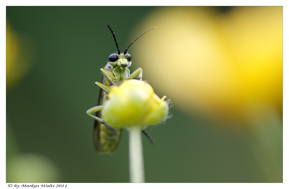 Guckst Du ?!