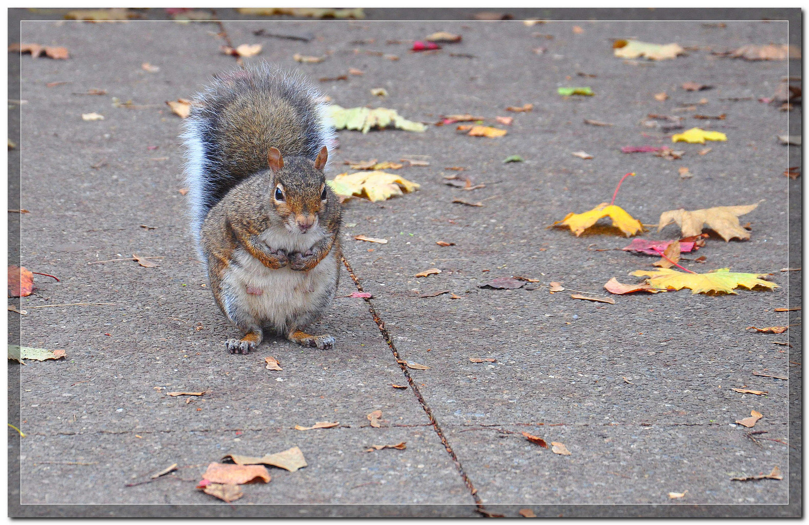 Guckst du ?!