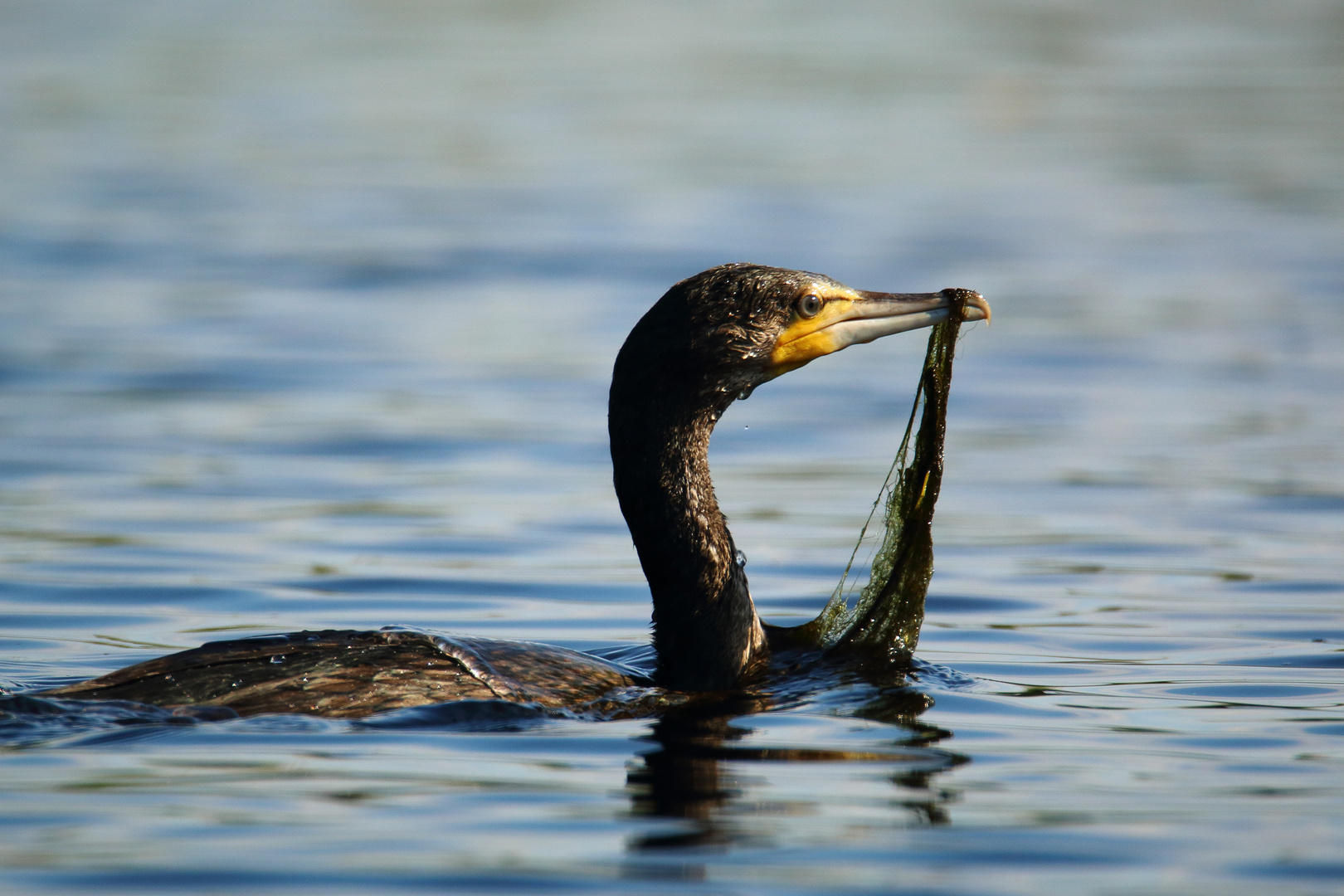 Guckst Du! Fische mit Netz!