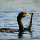 Guckst Du! Fische mit Netz!