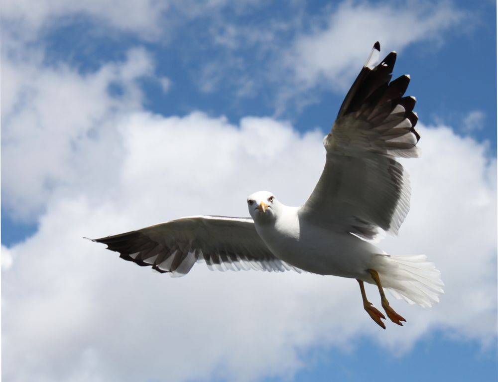 Guckst Du! Flieg isch oder was?