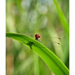 guckst du liebe renate?