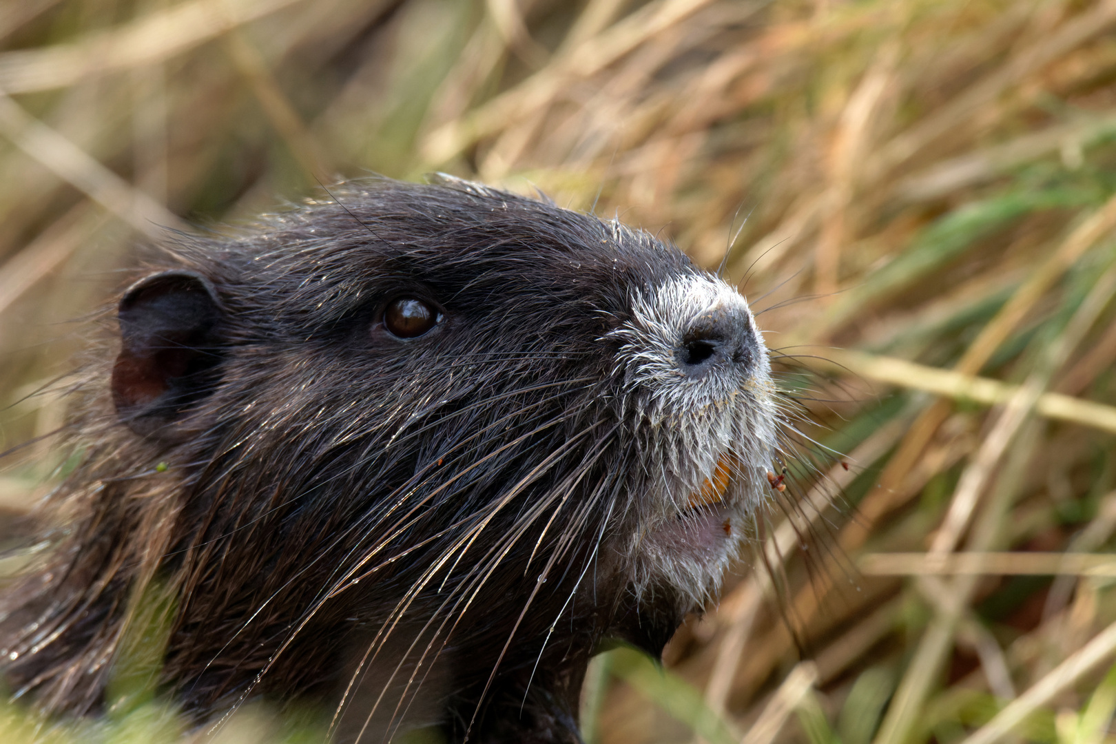 Guckst du? Nutria - (Myocastor coypus)