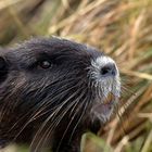 Guckst du? Nutria - (Myocastor coypus)