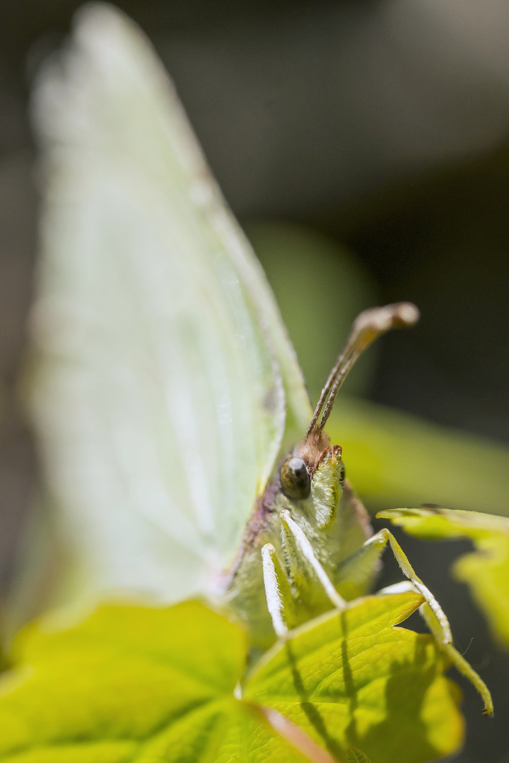 Guckst du? Zitronenfalter 