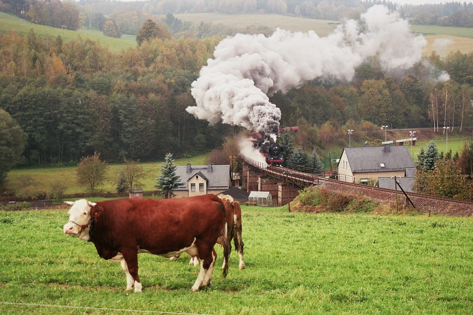 Guckst Du?Kuh von Markersbach Teil 2