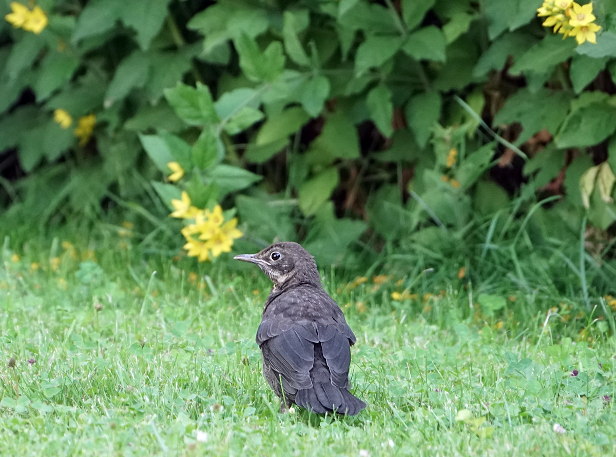 Guckt auch keiner ?