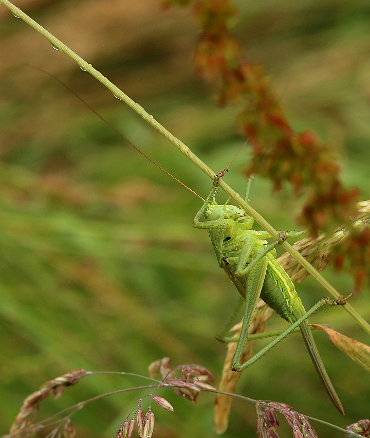 Guckt einer?