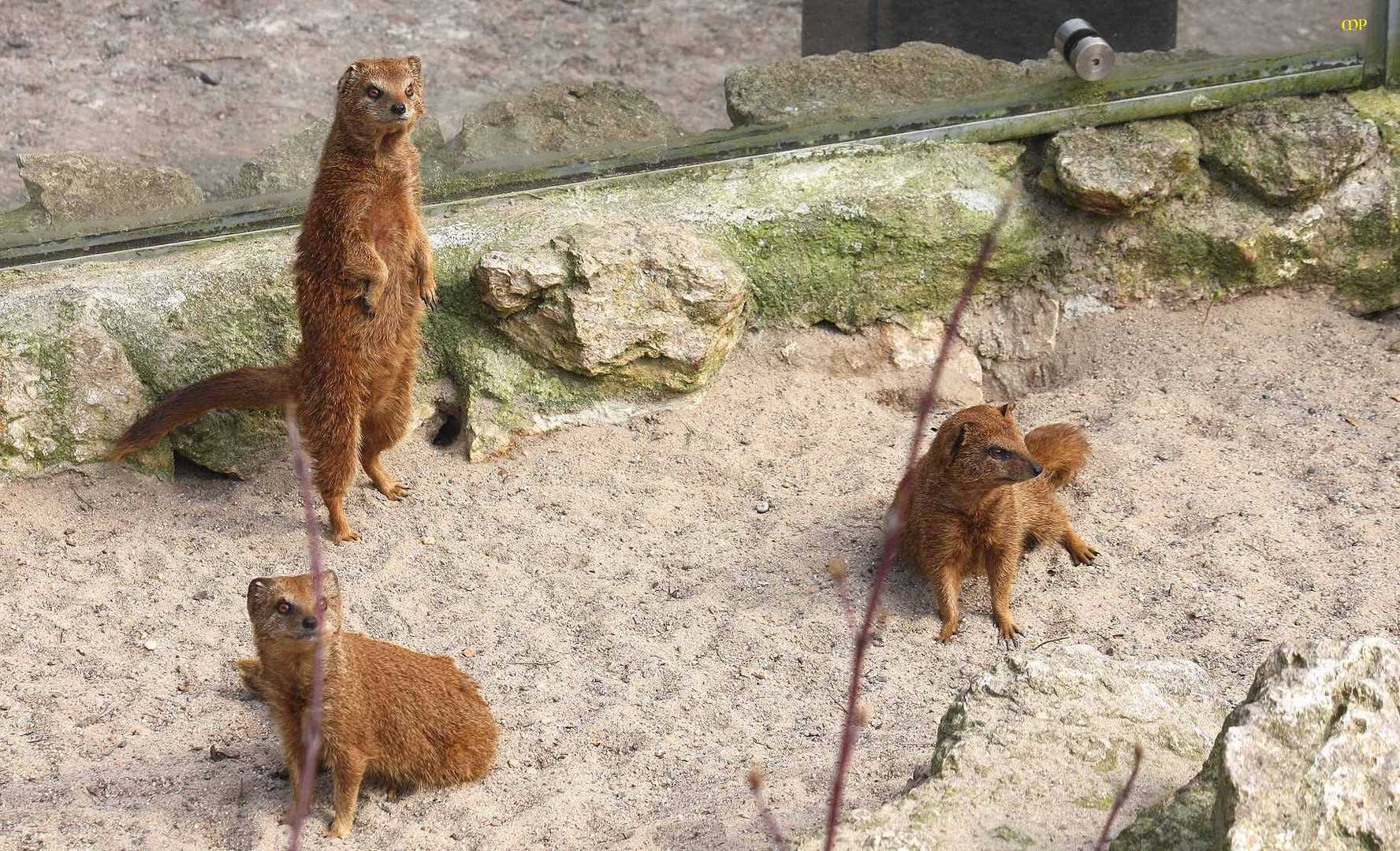 Guckt mal - Ostern steht vor der Tür