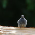 Guckt noch recht skeptisch, das kleine Rotschwänzchen