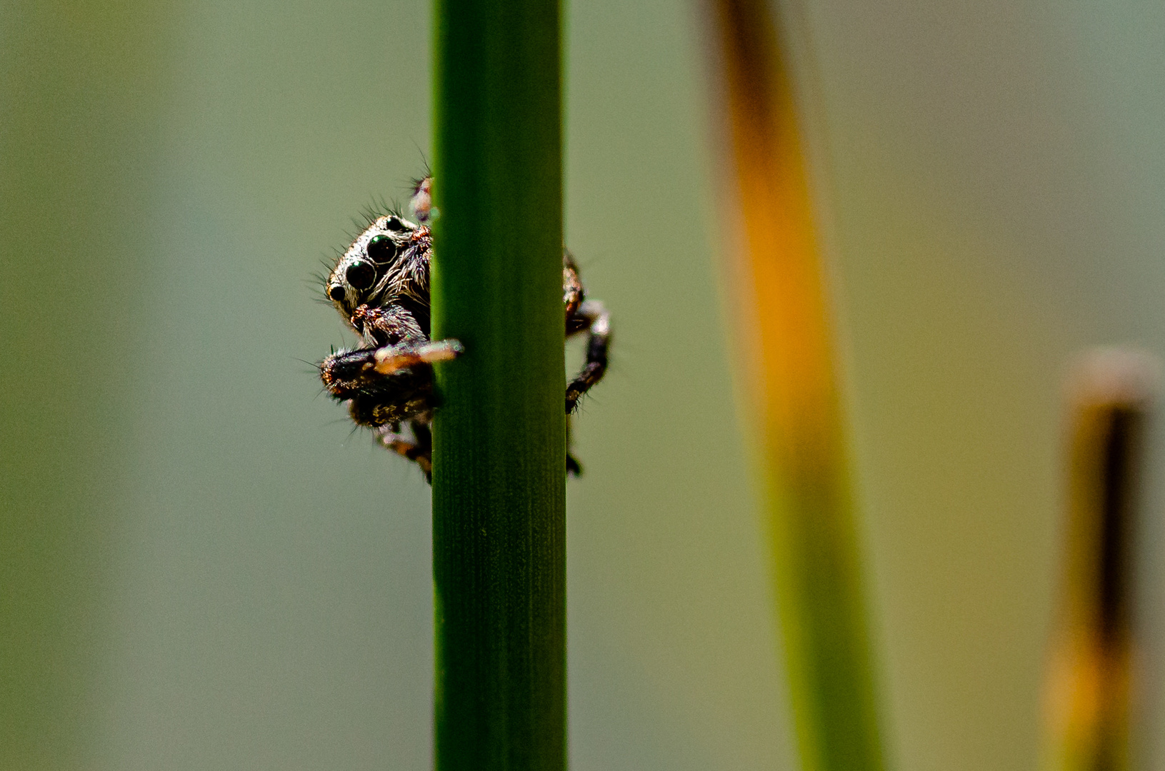 Guckuck Foto & Bild nah & makro, tiere, wildlife Bilder auf