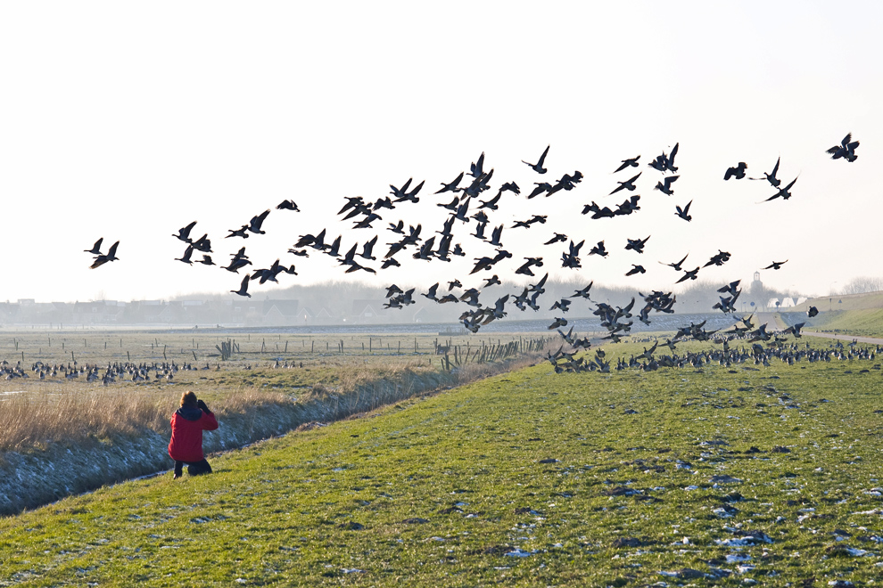 Gudrun und die Gänse