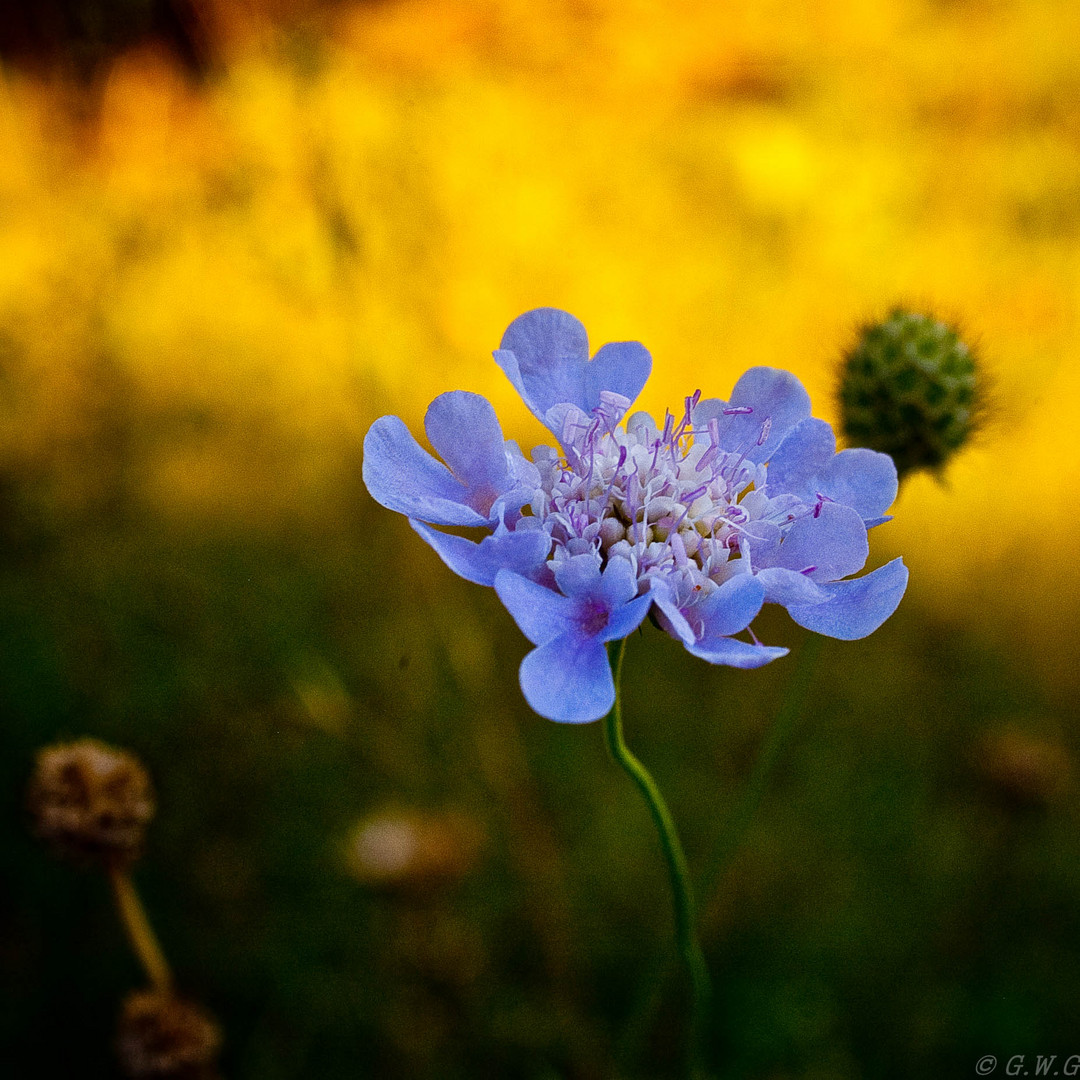 Gülden blau