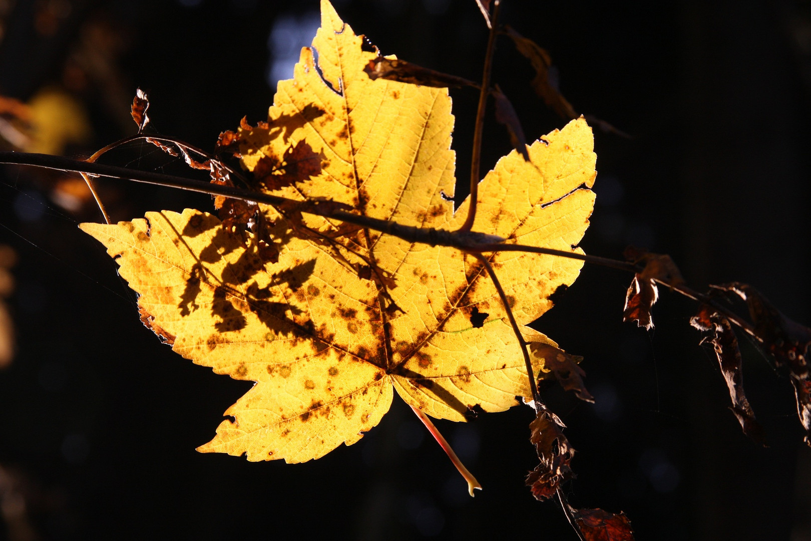 Güldener Herbst