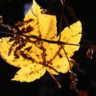 Güldener Herbst