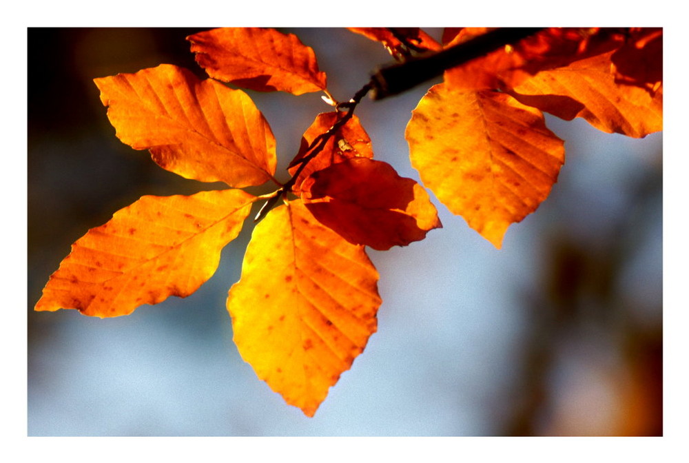 güldener Herbst