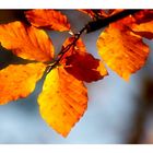 güldener Herbst