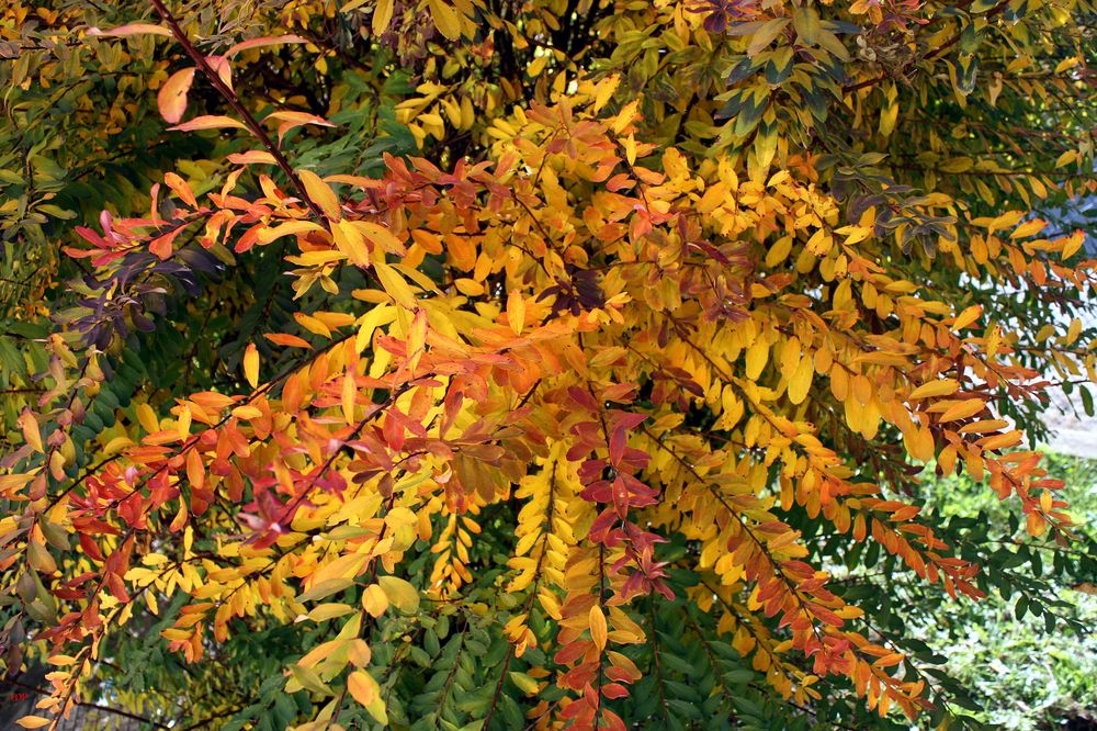 güldener Herbst vom Feinsten