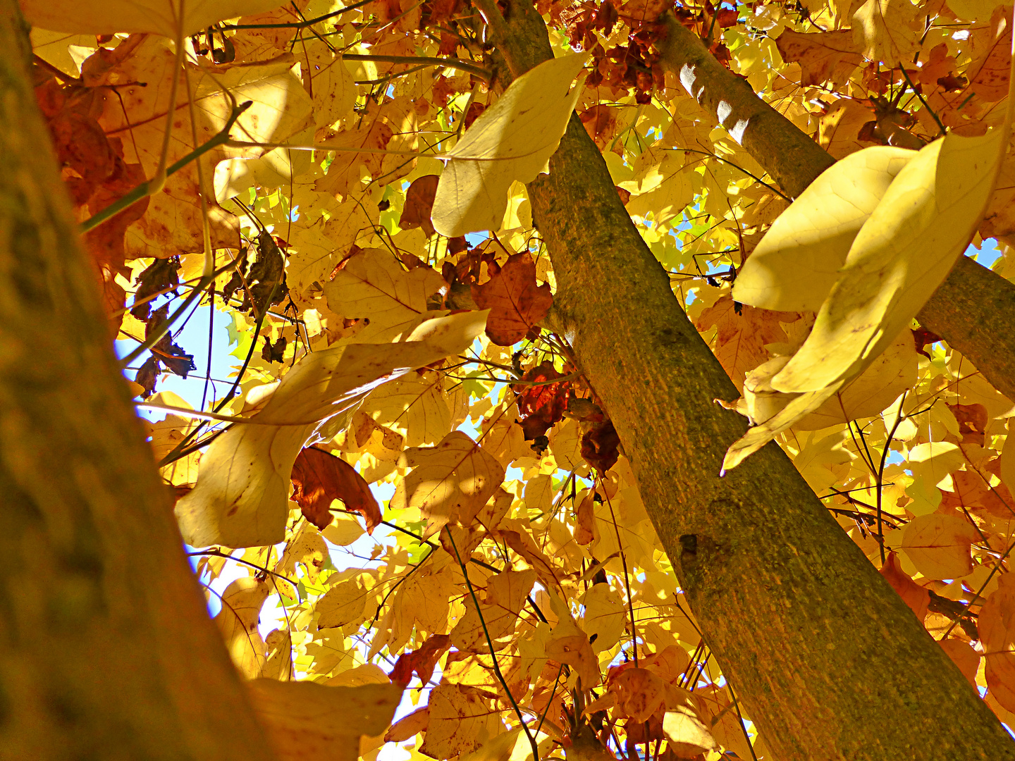 Güldener Oktober