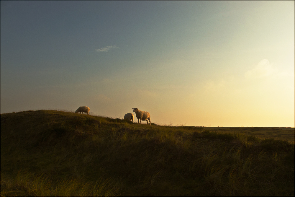 Güldener Oktober auf Sylt, hach !