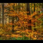 Güldener Oktober