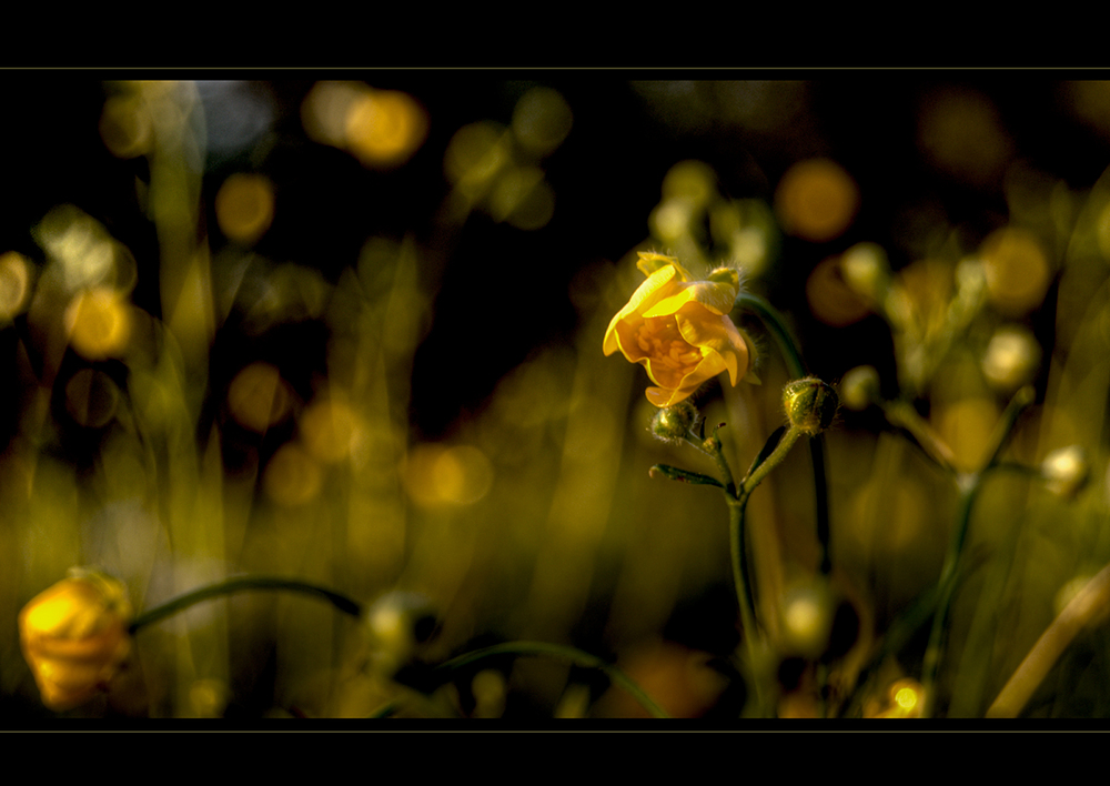 ... güldenes Blümchen im güldenen Licht...