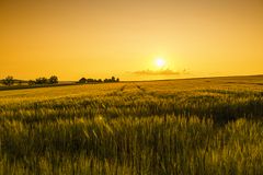 Güldenes Gerstenfeld 1