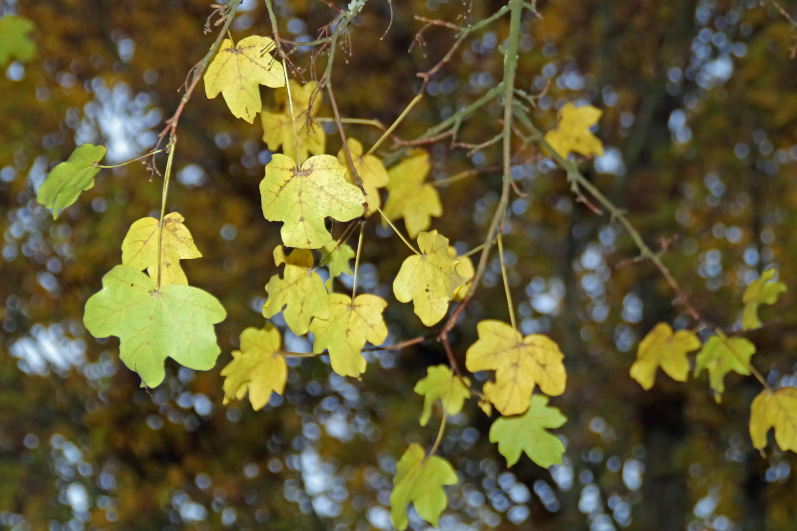 Güldenes Herbstblatt