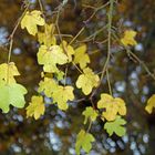 Güldenes Herbstblatt