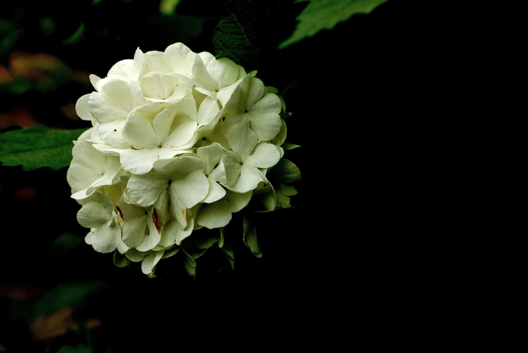 guelder rose-1