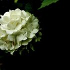 guelder rose-1