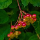 Guelder Rose